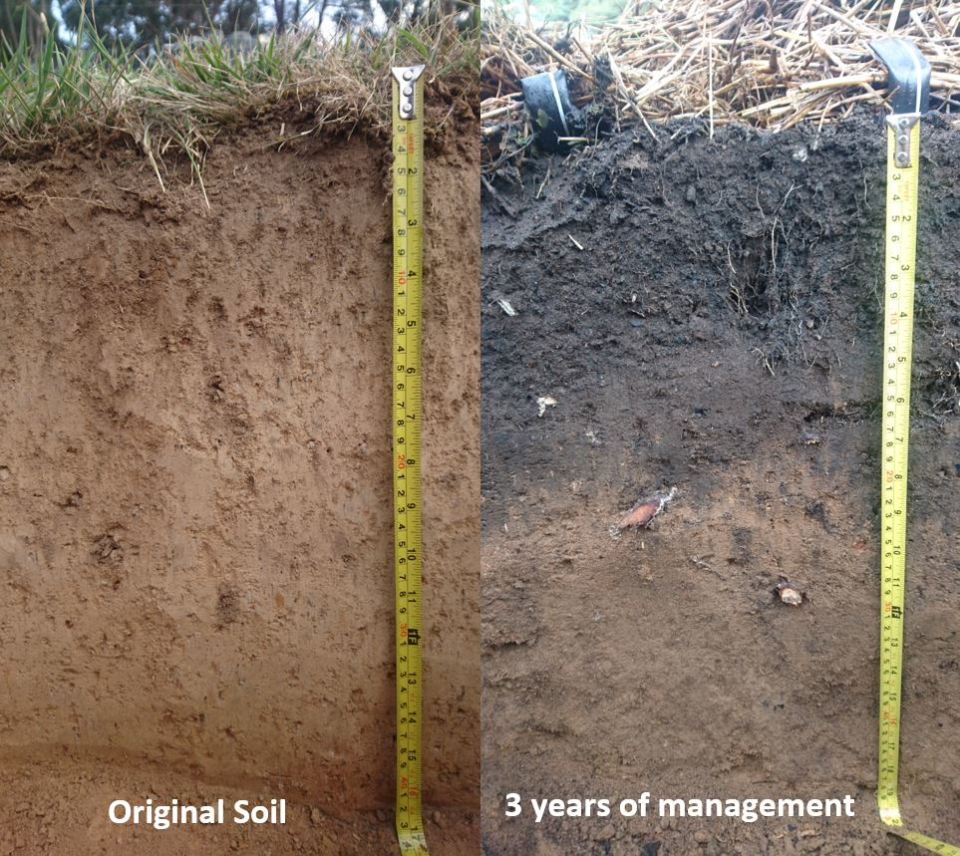 Soil-Profiles.jpg